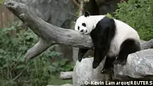 图为大熊猫“美香”，这只大熊猫曾生活在美国华盛顿哥伦比亚特区美国国家动物园二十余年，在2023年11月8日搭乘飞机返回中国